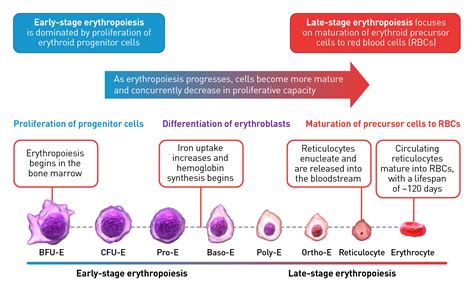Understanding Erythropoiesis