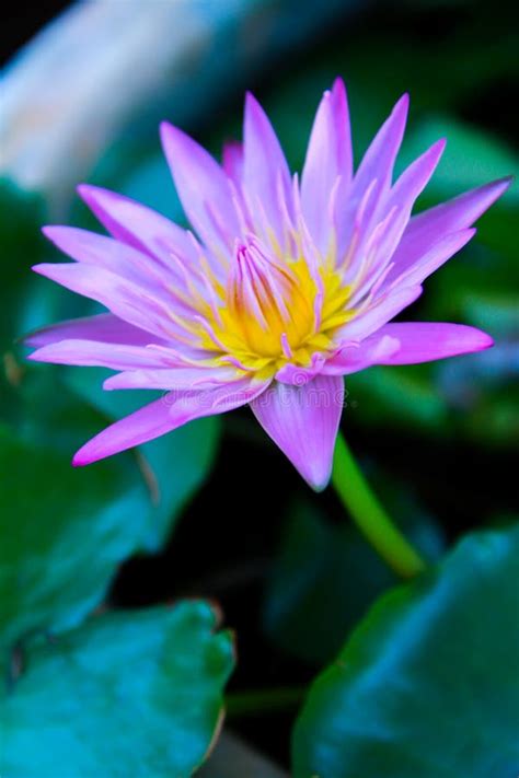 Beautiful Lotus Flower Stock Image Image Of Attractive 79407963