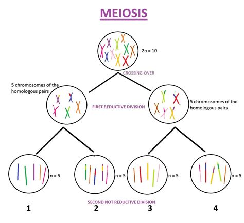 If 2n = 10, how many homologous chromosomes are in each cell at the
