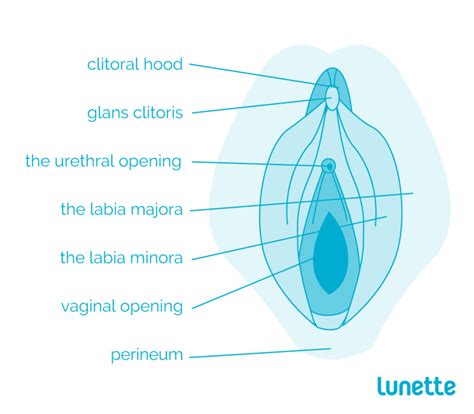 Explore the anatomy systems of the human body! Female Anatomy - Reproductive System and Vagina Diagram - Lunette UK