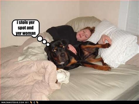 Funny Image Gallery Funny Dog Pictures With Captions