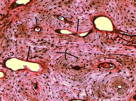 What follows is primarily a guide to observing particular features microscopically. Compact Bone 10x | Histology