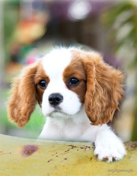 The cavalier king charles spaniel pups are indeed sweet and gentle pets. "Cavalier King Charles Spaniel puppy" by eagleyeimages ...