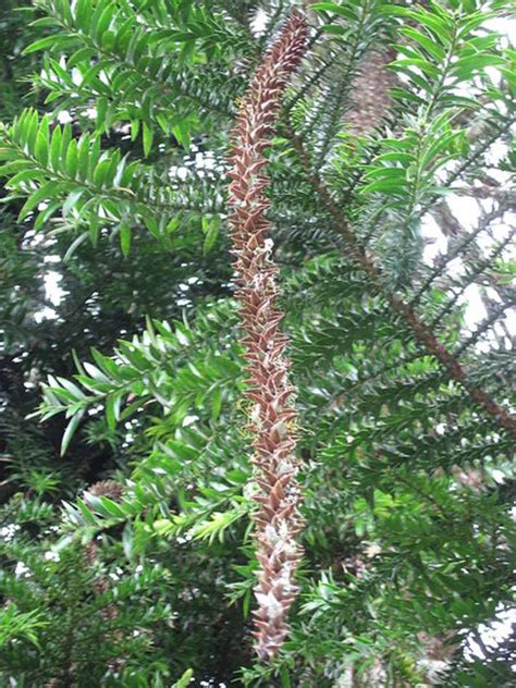 Monkey puzzle trees are an excellent option for people who want a tree that is a bit out of the ordinary. Araucaria bidwillii - Tree Seeds - Bunya - Bunya Pine ...