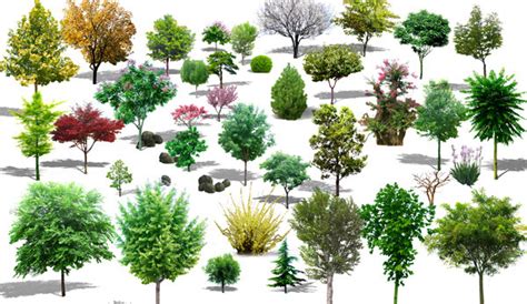 15 Landscape Trees Psds Images Small Pine Trees Landscaping