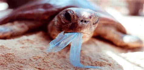 Ghostnets Fish On Marine Rubbish Threatens Northern Australian Turtles