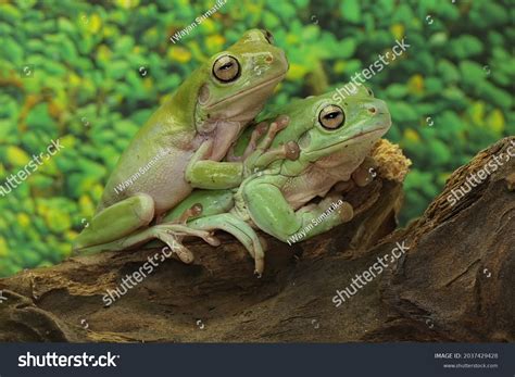 Two Dumpy Tree Frogs Resting This Stock Photo 2037429428 Shutterstock