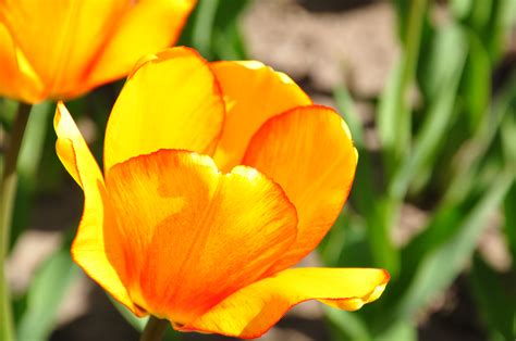 Fotos Gratis Naturaleza Pétalo Florecer Floral Tulipán Naranja