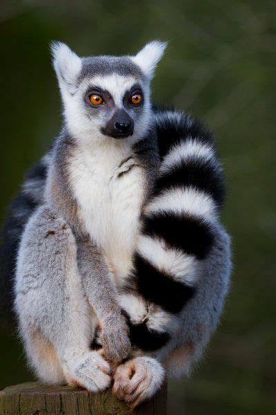 35 Lemurs Ideas Lemur Cute Animals Animals