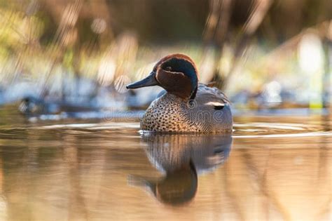 Male Of Eurasian Teal Common Teal Or Eurasian Green Winged Teal Anas