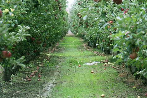 Apple Orchard Ready For Harvest Stock Photo Image Of Grow Fruit