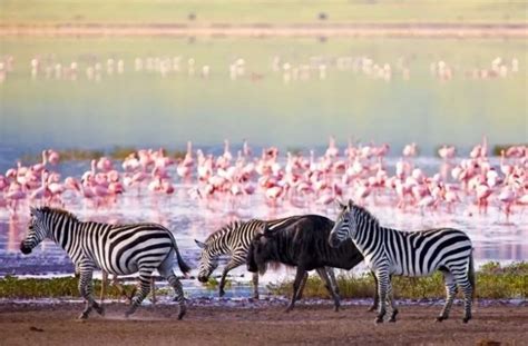 3 Days Ngorongoro Crater Safaris Game Drive Wildlife Viewing