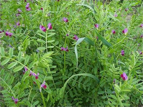 Common Vetch Green Cover Seed