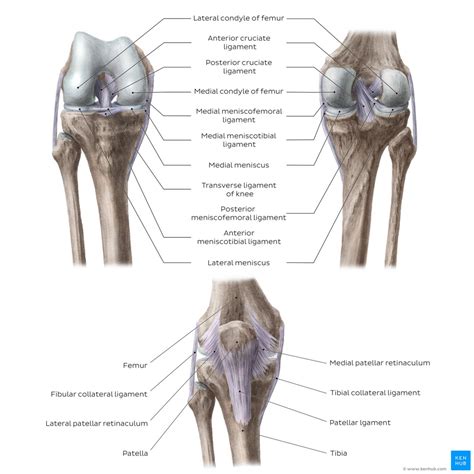 File Overview Of The Knee Joint Anterior And Posterior Views Kenhub