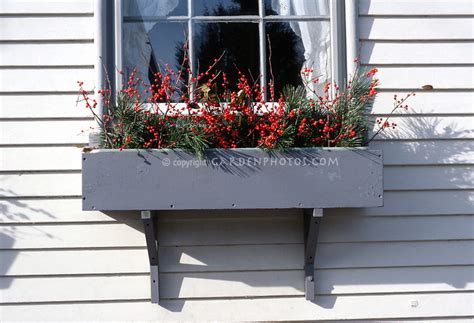 The selection for winter bedding plants is limited; Winter windowbox | Plant & Flower Stock Photography ...