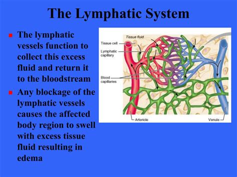 Lymphatic Fluid Contains Mostly
