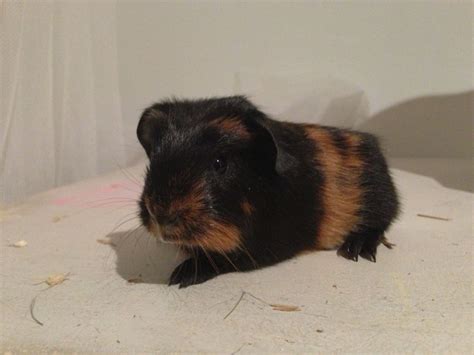 Are you looking for micro/miniature pigs for sale as pets in the uk? Baby guinea pigs for sale | London, West London | Pets4Homes
