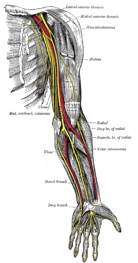 Long Thoracic Nerve Wikipedia