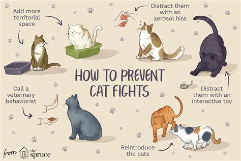 Play Vs Aggression Between Cats Whats The Difference