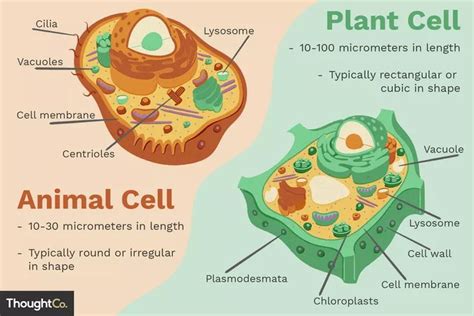 Lysosomes are common in animal cells. Differences Between Plant and Animal Cells | Sel hewan ...