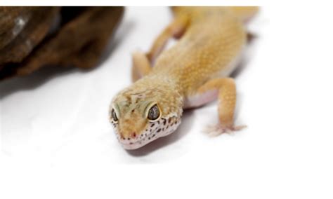 Most Common Leopard Gecko Parasites Best Treatments Included Reptile Masters