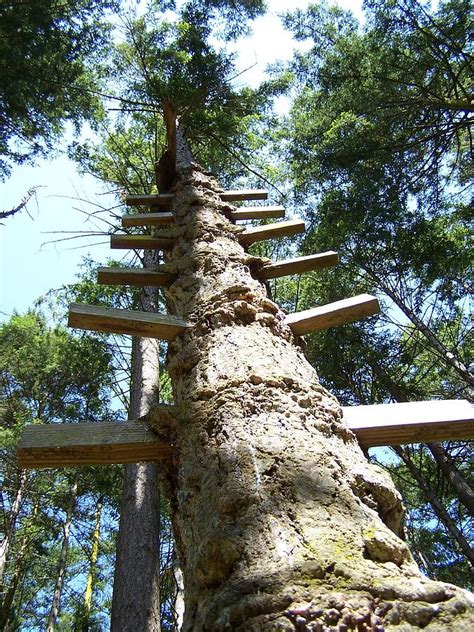 Tree Ladder Photograph By Gene Ritchhart