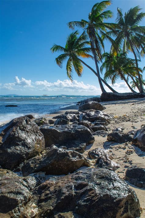 Rocks And Palms At The Beautiful Isla Palomino In Puerto Rico