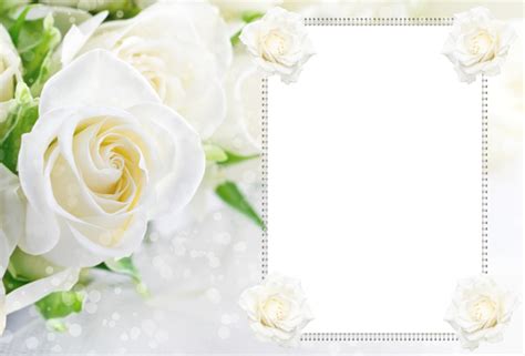 Transparent Soft White Roses Frame Rose Frame White Roses Floral