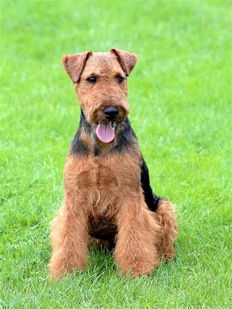 Akc Terrier Breeds Pictures