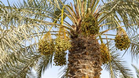 Date Palm Branches With Ripe Dates Saudi Arabian Dates Farm Stock