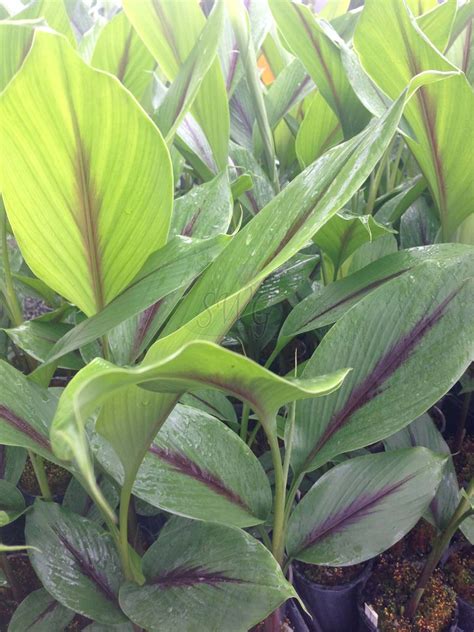 Buy M Tech Gardens Rare Black Turmeric Plant Rhizome Curcuma Caesia 5