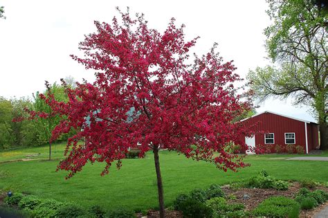 Floweirng crabapple trees have showy spring flowers and brightly colored fruit from late summer through fall. crab apple tree http://www.gardenguides.com/77763-care ...