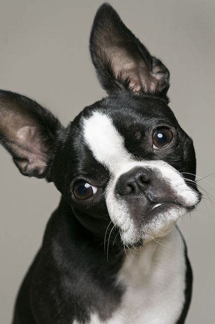 20 Cute Boston Terrier Dog Pictures You Will Love Fallinpets