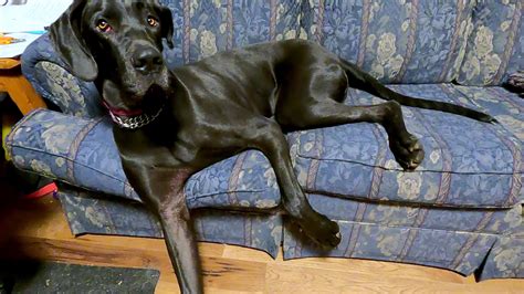 Great Dane Fight | lestarindo-soccerfield.com