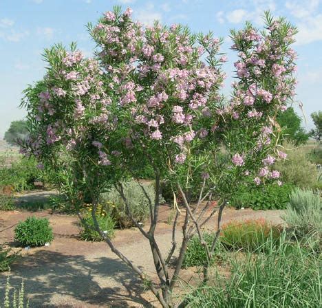 Consider the environment of arizona, and you've got the best environment in which to grow arizona cypress trees. What types of plants and trees grow well in Arizona in ...