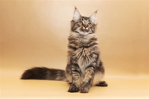 The cat is similar in anatomy to the other felid traditionally, this surgery was performed at around six to nine months of age, but it is increasingly being performed before the average lifespan of pet cats has risen in recent decades. Maine Coon weights by month (37 photos): a table with an ...