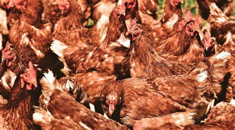 Avian Mycoplasmosis Management With Macrolide Antibiotics