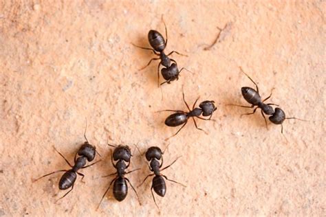 Carpenter Ants Austin Pest Control Magic Pest And Lawn Austin Tx