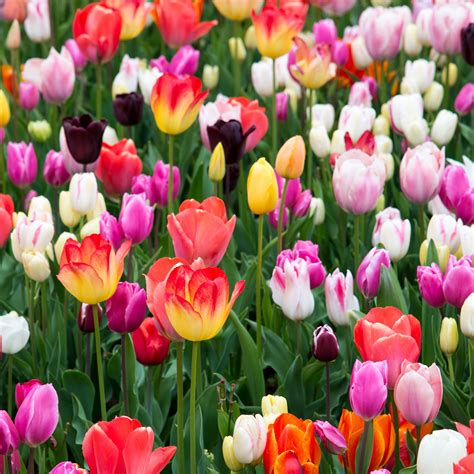 Tulip Rainbow Mix 100 Bulbs Easy To Grow Bulbs