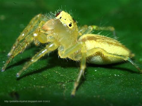 Yellow Translucent Jumping Spider Salticidae Sp