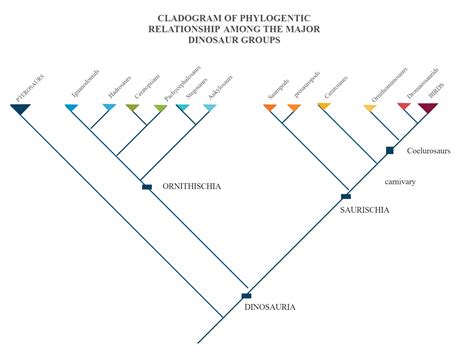 Cladogram Is A Diagram Used To Represent A Hypothetical Relationship