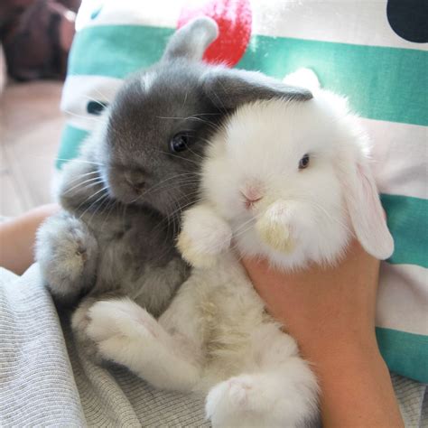 We Are Bff D Cute Animals Cute Bunny Baby Bunnies