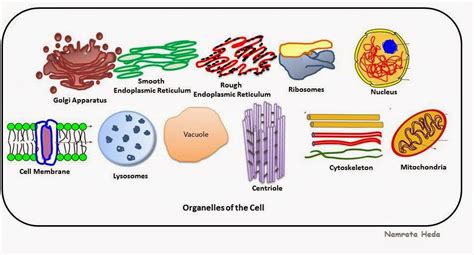 Organelles of eukaryotic cells organelle function nucleus the brains of the cell, the nucleus directs cell activities and contains genetic material called chromosomes made of dna. The Cracked Beaker: STEM SCIENCE 6-7-8: STEM/7 Cell Plan