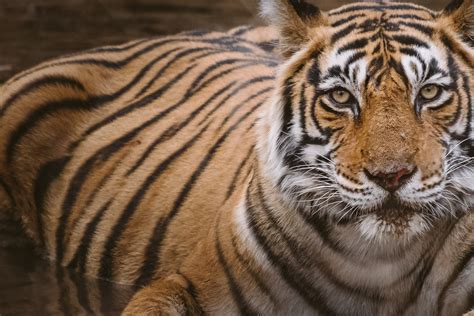 10 Things To Know About A Tiger Safari In India Thetravelblogat