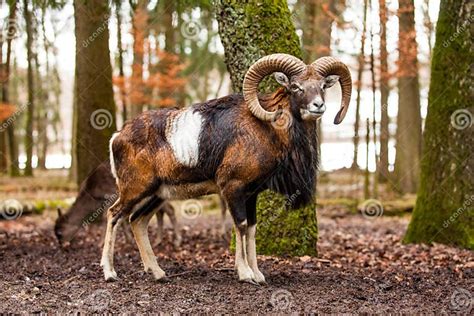 Mouflon Male Ovis Musimon With Big Curvy Horns In The German Forest