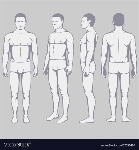 Human Body Anatomy Royalty Free Vector Image Vectorstock