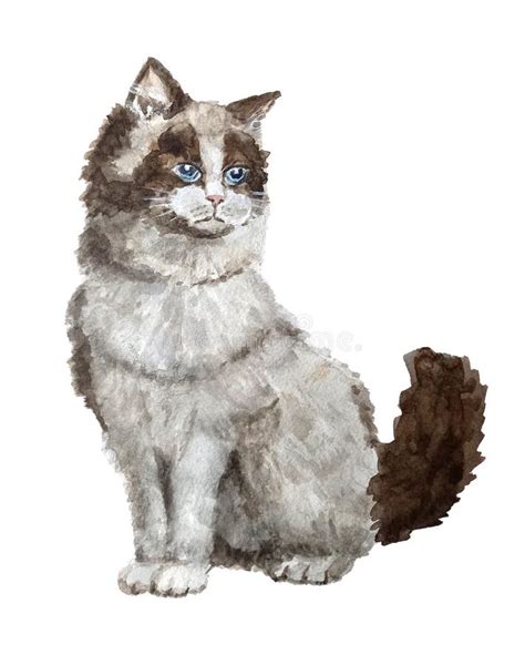 Fluffy Ragdoll Cat Hand Drawn Watercolor Illustration Isolated On