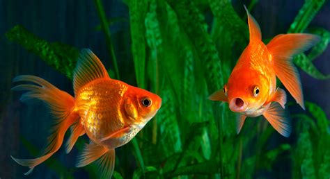 Comment Changer L'eau D'un Aquarium Poisson Rouge - Poisson rouge : quel aquarium choisir ? - Tiendanimal Blog