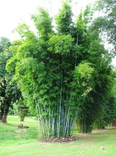 Bamboo Plants And Landscaping Bamboo Australia Sunshine Coast