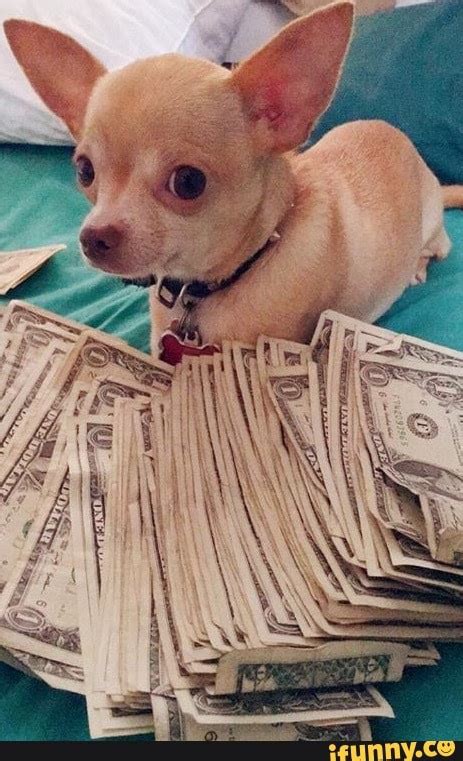 Upvote Money Dog And You Will Receive Some Economic Luck In The Next